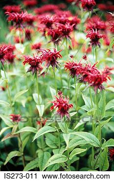 Stock Photography - red bergamot. 
fotosearch - search 
stock photos, 
pictures, images, 
and photo clipart