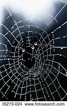 Stock Photo - water droplets 
on a cobweb. fotosearch 
- search stock 
photos, pictures, 
images, and photo 
clipart