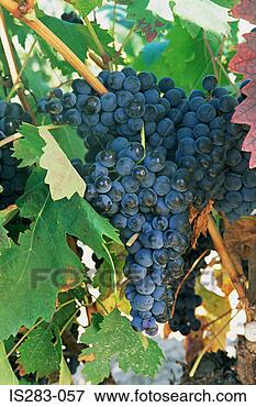 Picture - grapes in a vineyard 
la rioja. fotosearch 
- search stock 
photos, pictures, 
images, and photo 
clipart