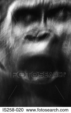 Stock Photography - angry gorilla. 
fotosearch - search 
stock photos, 
pictures, images, 
and photo clipart