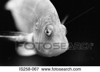 Picture - animal's mouth. 
fotosearch - search 
stock photos, 
pictures, images, 
and photo clipart