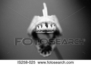 Stock Image - animal skeleton. 
fotosearch - search 
stock photos, 
pictures, images, 
and photo clipart