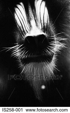 Stock Photography - baboon's nose. 
fotosearch - search 
stock photos, 
pictures, images, 
and photo clipart