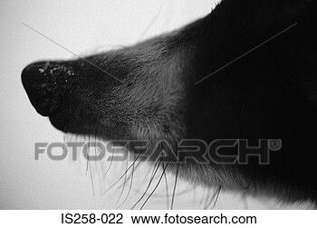 Stock Photo - badger's nose. 
fotosearch - search 
stock photos, 
pictures, images, 
and photo clipart