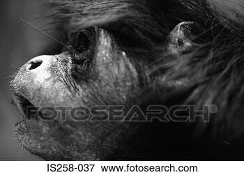 Picture - chimpanzee profile. 
fotosearch - search 
stock photos, 
pictures, images, 
and photo clipart