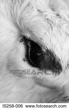 Stock Photo - cow's eye. fotosearch 
- search stock 
photos, pictures, 
images, and photo 
clipart