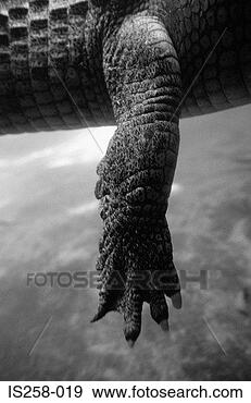 Stock Photograph - crocodile leg. 
fotosearch - search 
stock photos, 
pictures, images, 
and photo clipart