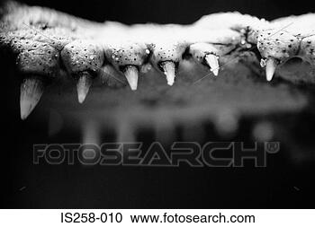 Stock Photography - crocodile teeth. 
fotosearch - search 
stock photos, 
pictures, images, 
and photo clipart
