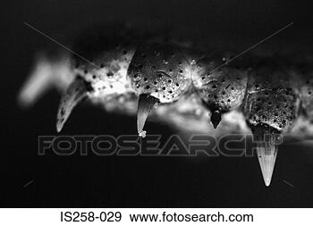 Stock Photograph - crocodile teeth. 
fotosearch - search 
stock photos, 
pictures, images, 
and photo clipart