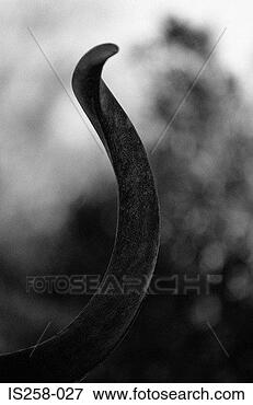 Picture - curved antler. 
fotosearch - search 
stock photos, 
pictures, images, 
and photo clipart