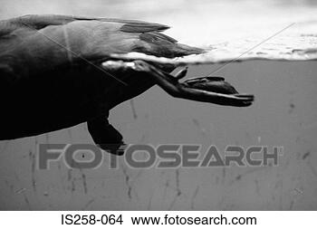 Stock Photo - duck in lake. 
fotosearch - search 
stock photos, 
pictures, images, 
and photo clipart
