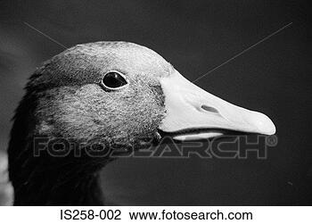 Stock Photo - duck profile. 
fotosearch - search 
stock photos, 
pictures, images, 
and photo clipart