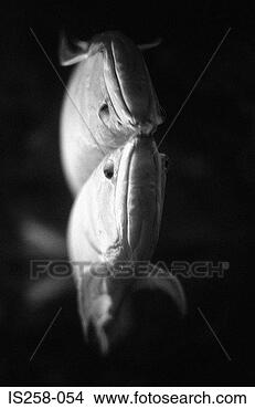 Stock Photo - fish reflected 
in water. fotosearch 
- search stock 
photos, pictures, 
images, and photo 
clipart