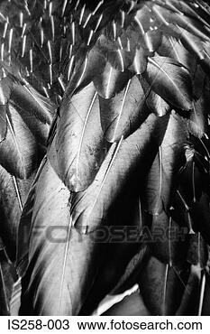 Stock Photo - flamingo feathers. 
fotosearch - search 
stock photos, 
pictures, images, 
and photo clipart