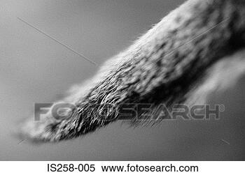 Stock Image - furry tail. fotosearch 
- search stock 
photos, pictures, 
images, and photo 
clipart