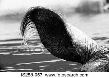 Picture - hippopotamus ear. 
fotosearch - search 
stock photos, 
pictures, images, 
and photo clipart