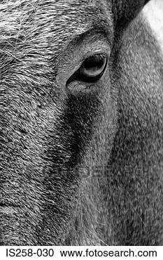 Stock Photography - horse's eye. fotosearch 
- search stock 
photos, pictures, 
images, and photo 
clipart