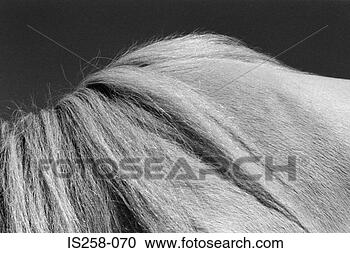 Stock Photography - horse's neck. 
fotosearch - search 
stock photos, 
pictures, images, 
and photo clipart