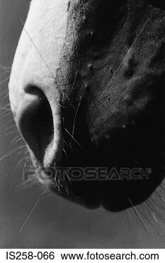 Stock Photo - horse's nose. 
fotosearch - search 
stock photos, 
pictures, images, 
and photo clipart