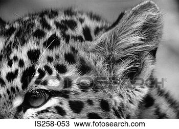 Stock Photo - leopard cub. fotosearch 
- search stock 
photos, pictures, 
images, and photo 
clipart