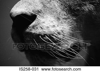 Stock Photography - lion's nose. fotosearch 
- search stock 
photos, pictures, 
images, and photo 
clipart