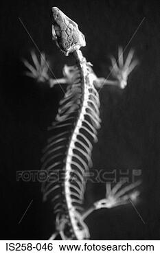 Stock Photo - lizard skeleton. 
fotosearch - search 
stock photos, 
pictures, images, 
and photo clipart