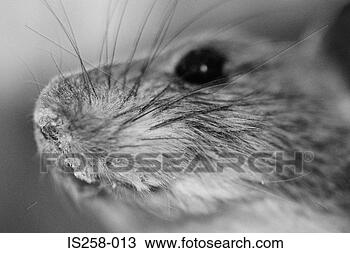 Stock Photo - mouse's face. 
fotosearch - search 
stock photos, 
pictures, images, 
and photo clipart