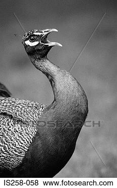 Stock Photo - peacock squawking. 
fotosearch - search 
stock photos, 
pictures, images, 
and photo clipart