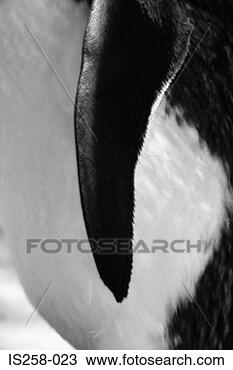 Stock Photo - penguin's flipper. 
fotosearch - search 
stock photos, 
pictures, images, 
and photo clipart