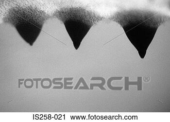 Stock Photography - pig's nipples. 
fotosearch - search 
stock photos, 
pictures, images, 
and photo clipart