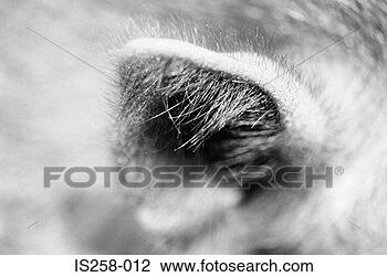 Stock Photo - piglet's ear. 
fotosearch - search 
stock photos, 
pictures, images, 
and photo clipart