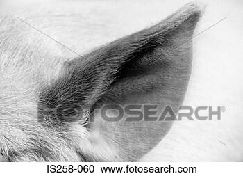 Stock Photography - piglet's ear. 
fotosearch - search 
stock photos, 
pictures, images, 
and photo clipart
