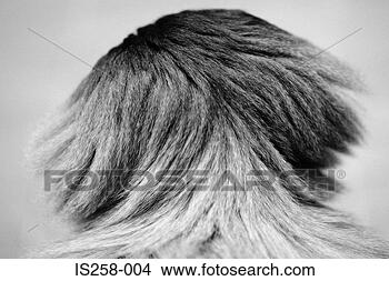 Stock Photo - rear view of monkey's 
head. fotosearch 
- search stock 
photos, pictures, 
images, and photo 
clipart