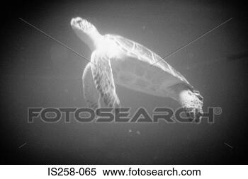 Stock Image - sea turtle swimming. 
fotosearch - search 
stock photos, 
pictures, images, 
and photo clipart