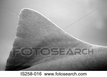 Stock Photo - shark's fin. fotosearch 
- search stock 
photos, pictures, 
images, and photo 
clipart