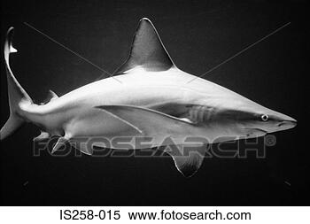 Stock Image - shark. fotosearch 
- search stock 
photos, pictures, 
images, and photo 
clipart