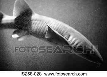Stock Photo - shark. fotosearch 
- search stock 
photos, pictures, 
images, and photo 
clipart