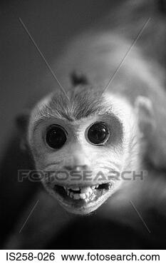Stock Photo - small monkey. 
fotosearch - search 
stock photos, 
pictures, images, 
and photo clipart
