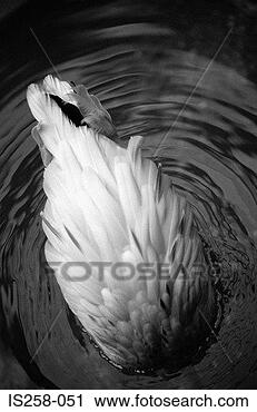 Stock Photography - swan's back. fotosearch 
- search stock 
photos, pictures, 
images, and photo 
clipart