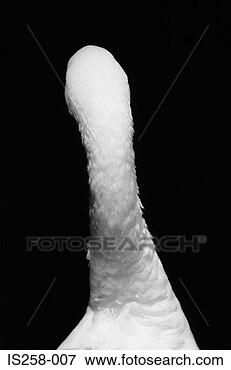 Picture - swan's neck. fotosearch 
- search stock 
photos, pictures, 
images, and photo 
clipart
