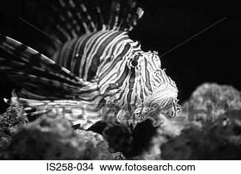Stock Photo - tropical fish. 
fotosearch - search 
stock photos, 
pictures, images, 
and photo clipart