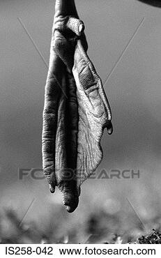 Stock Photo - webbed foot. fotosearch 
- search stock 
photos, pictures, 
images, and photo 
clipart
