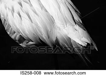 Stock Photo - white feathers. 
fotosearch - search 
stock photos, 
pictures, images, 
and photo clipart