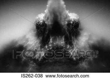 Stock Photo - terrapin. fotosearch 
- search stock 
photos, pictures, 
images, and photo 
clipart