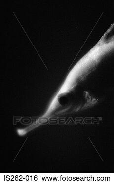 Stock Photo - wrasse. fotosearch 
- search stock 
photos, pictures, 
images, and photo 
clipart