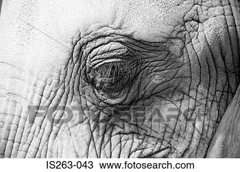 Stock Photo - elephant's eye. 
fotosearch - search 
stock photos, 
pictures, images, 
and photo clipart