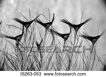 Stock Photo - peacock feather. 
fotosearch - search 
stock photos, 
pictures, images, 
and photo clipart