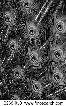 Stock Photograph - peacock feathers. 
fotosearch - search 
stock photos, 
pictures, images, 
and photo clipart
