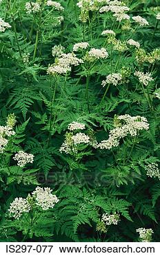 Picture - sweet cicely flowers 
among fern leaves. 
fotosearch - search 
stock photos, 
pictures, images, 
and photo clipart