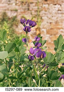 Stock Photograph - wild indigo plant. 
fotosearch - search 
stock photos, 
pictures, wall 
murals, images, 
and photo clipart